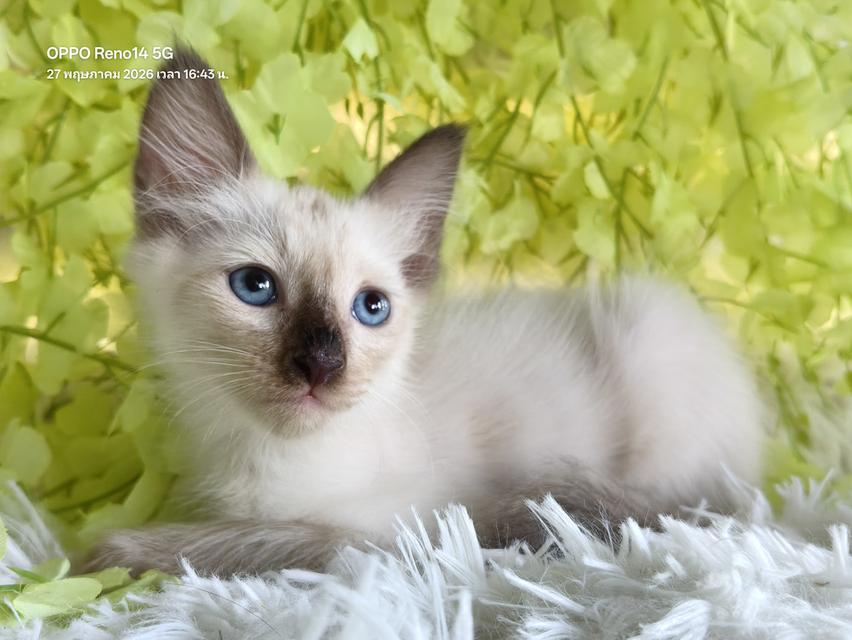 ขายลูกแมววิเชียรมาศชาย รูปที่ 10