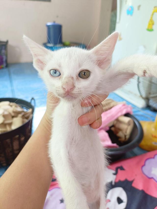 น้องแมวขาวมณีตาสองสีพร้อมออกแล้วครับ 2