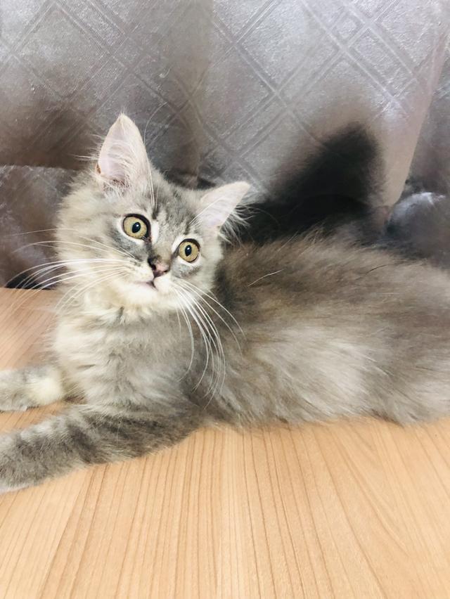 น้องแมวพันธุ์ หิมาลายันผสมชินชิล่า เพศหญิง 4