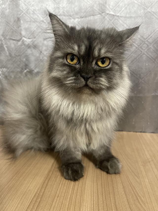 น้องแมวพันธุ์ หิมาลายันผสมชินชิล่า เพศหญิง พร้อมฉีดยา