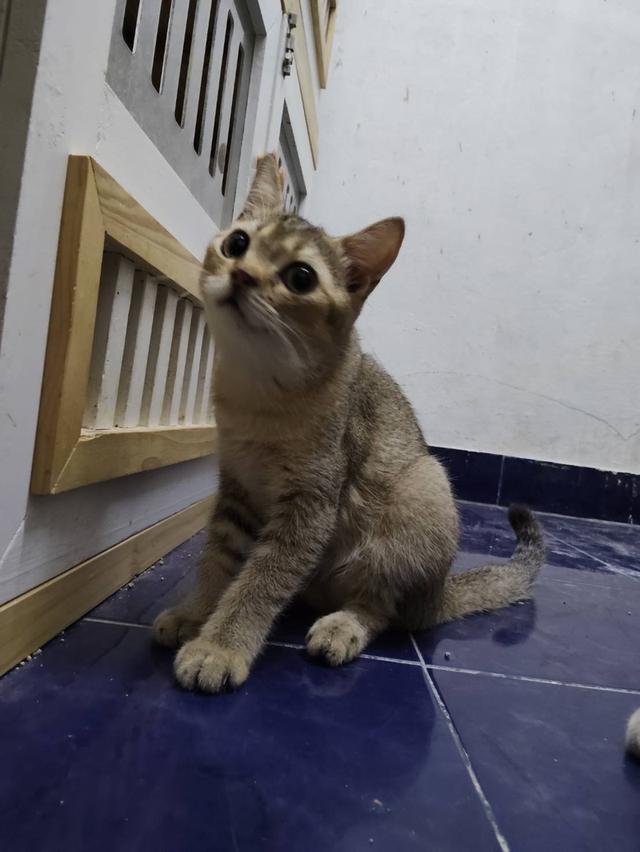 สก๊อตติส หูตั้ง