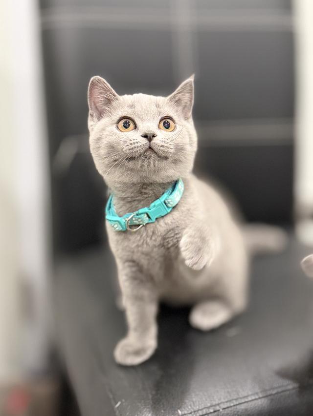 บริติช ช็อตแฮร์ สีบลู รูปที่ 2