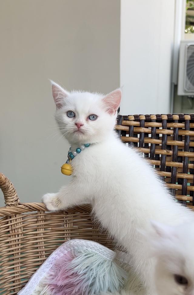 ดช.สก็อตติช ขาวละมุนตาฟ้า