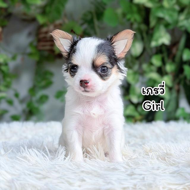 ชิวาวาขนยาวพันธุ์แท้ไซส์เล็ก รูปที่ 3