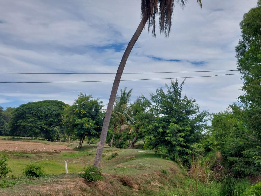 ขายด่วน! ที่ดินสีม่วง 8 ไร่เศษ หนองชุมพล อ.เขาย้อย จ.เพชรบุรี ทำเลสร้างโรงงาน-โกดัง ราคาถูกมาก 5