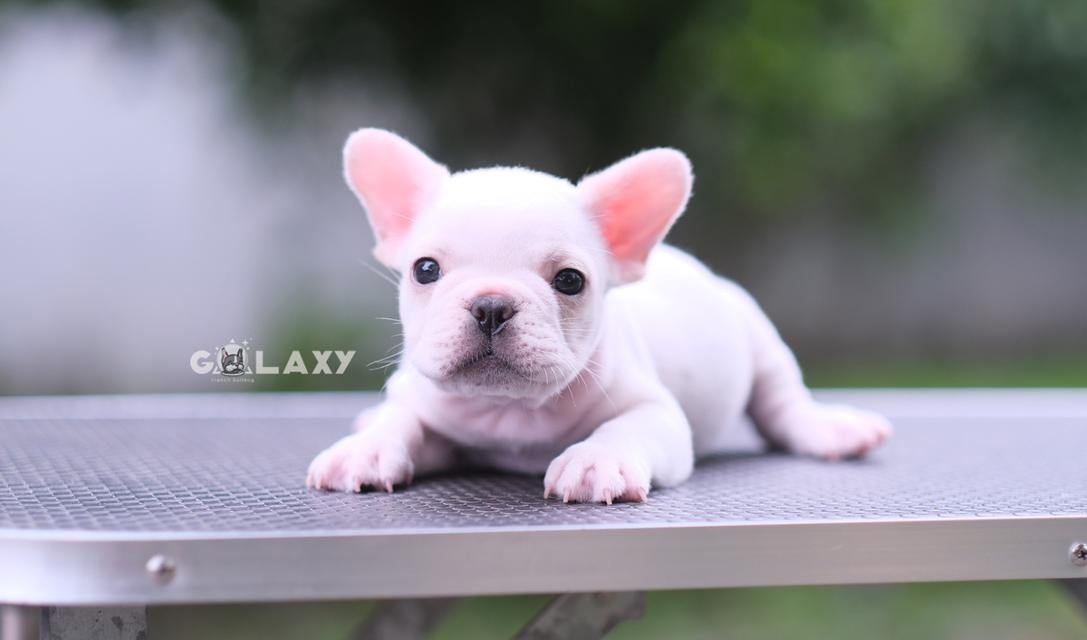 French bulldog ลูกไทยแชมป์ ลักษณะดี ตรงมาตราฐานสายพันธุ์