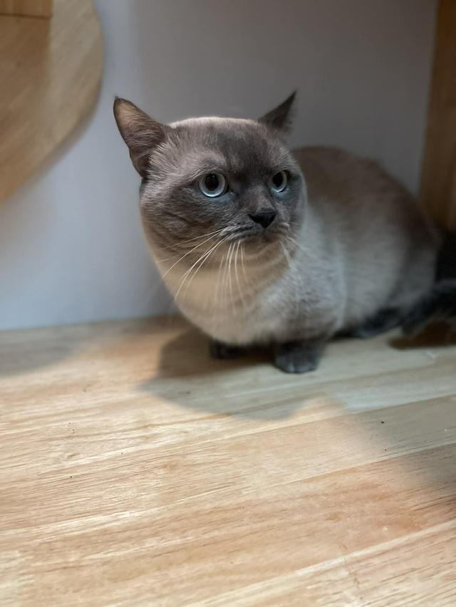 พ่อพันธุ์ Munchkin ขาสั้นสุด