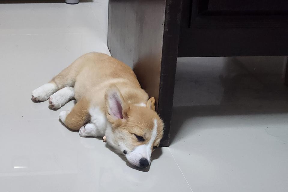 สุนัขคอร์กี้ หมาน้อยน่ารัก รูปที่ 7