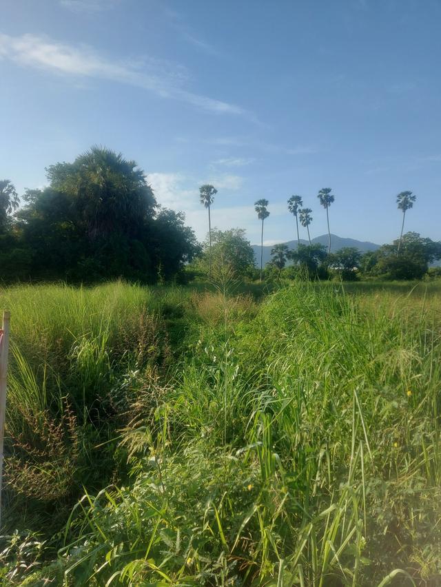 ขายที่ดินบ้านสวนซอย11 เนื้อที่ 1 ไร่ ใกล้วิวเขาใกล้ถนนบายพาส361-2กม. เมืองชลบุรี 2
