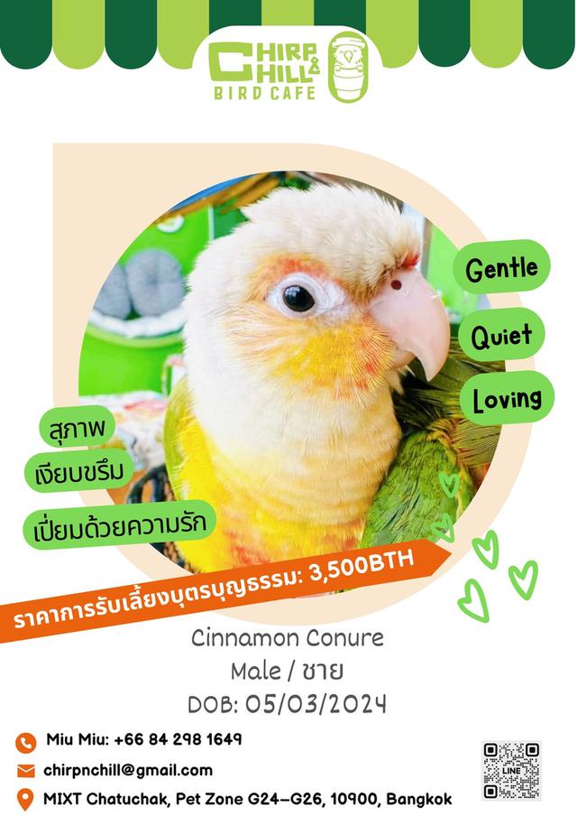 Chirp & Chill Bird Cafe