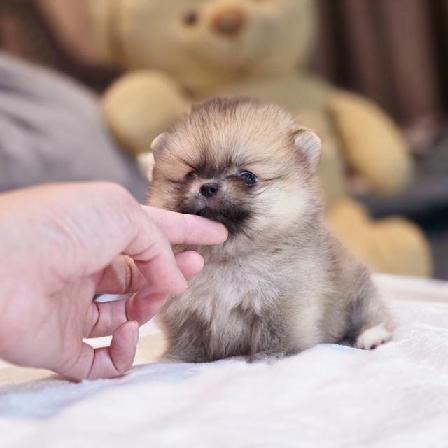 ปอมทีคัพน้องเชอเบลเพศหญิงสาวน้อยน่ารักมาก