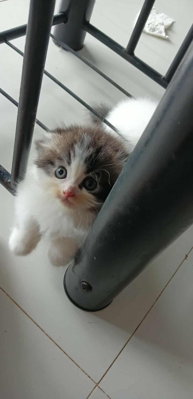 น้องแมวมัชกิ้นขาสั้น 2