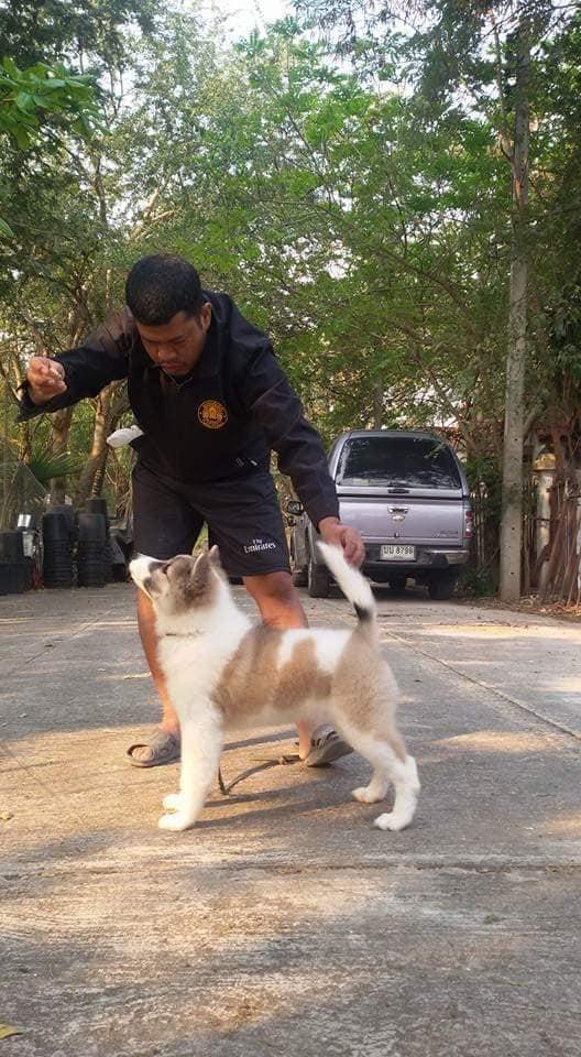 Thai Bangkaew Puppies for sale