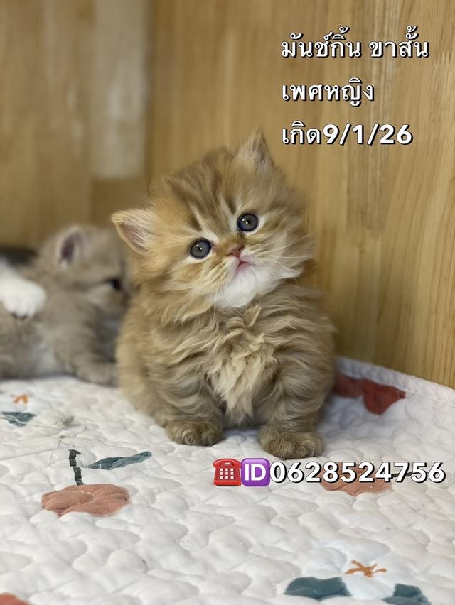 แมวมันช์กิ้น ขาสั้น เพศหญิง