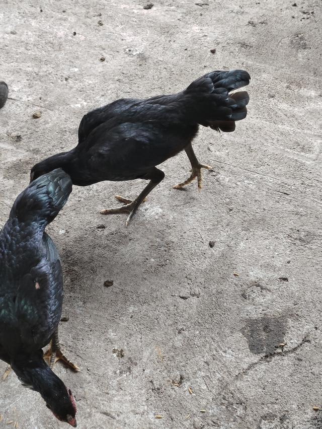 ไก่ชนเลิกเลี้ยง ขายเหมา 10