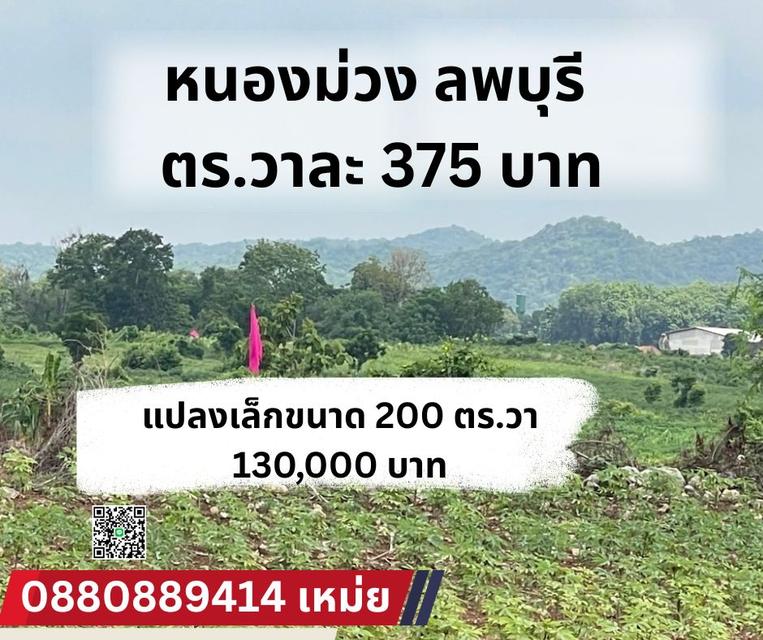 ที่ดิน หนองม่วง ลพบุรี ตรวาละ 375 บาท