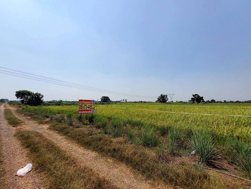 ขายถูกที่ดิน 593 ตรว ติดถนนสาธารณะ คลอง8 หนองเสือ ปทุมธานี 1