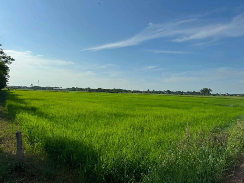 ขาย ที่ดินเปล่า เนื้อที่ 6 ไร่  อำเภอเมือง  จังหวัดพิษณุโลก 3