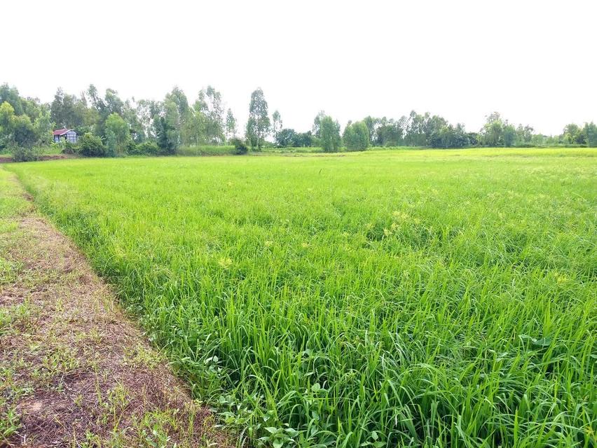 ที่ดิน ที่นา 16 ไร่ เจ้าของขายเอง 8