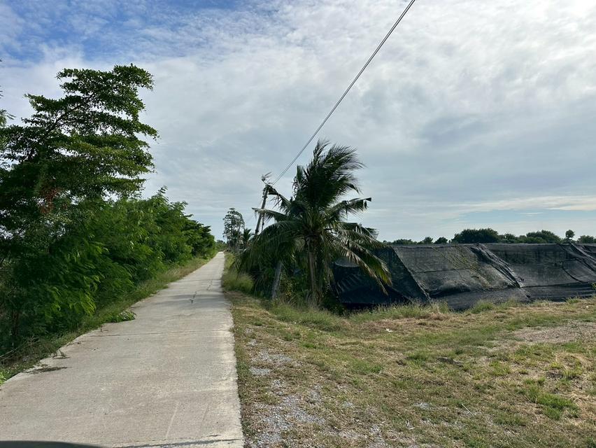 ขายที่ดิน อ.บางเลน เนื้อที่ 45ไร่ 1งาน 176ตร.ว พร้อมสวนกล้วยไม้ 11