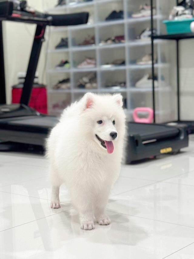 หาบ้านให้ลูกสาวซามอยด์ Samoyed
