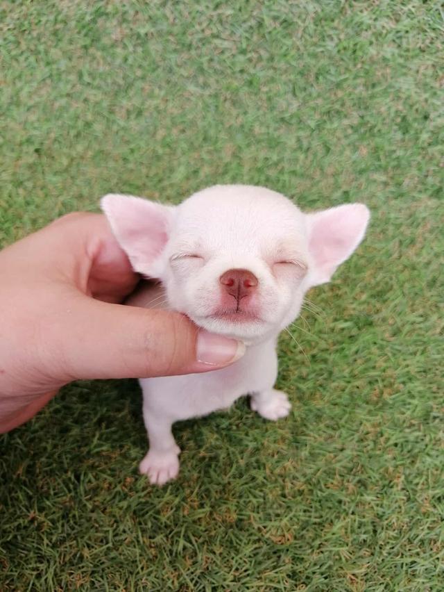 ชิวาว่าเเท้ขนสั้น ญ. 4