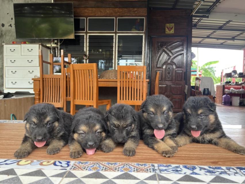 เยอรมันเชพเพิร์ด