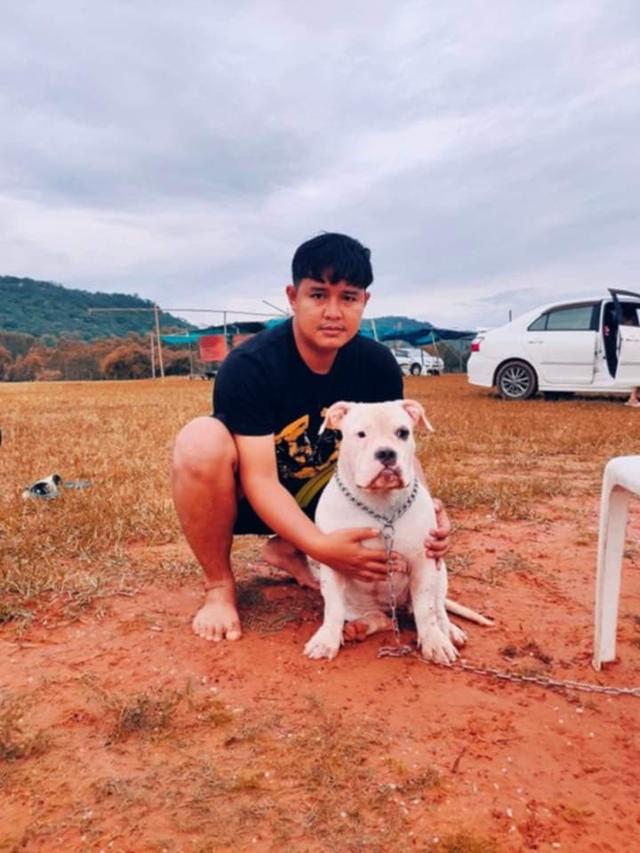 p'tigerขอนแก่น 3,500-5,500฿สุนัข อเมริกันบูลลี่ ราคาถูก และลูกหมาพันธุ์ Bully ฟาร์ม P'tiger ขอนแก่น