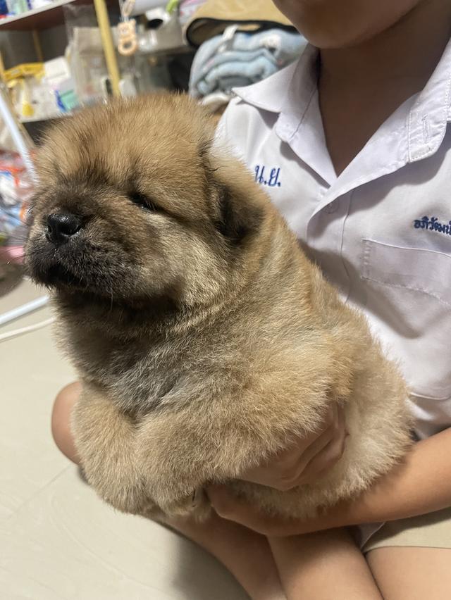 หมาเชาว์เชาว์แท้ 100%