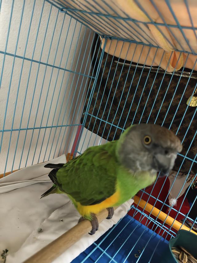 นกแก้ว เซเนกัล สนใจรับเลี้ยงทักครับ รูปที่ 2