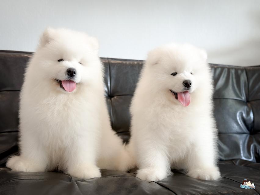 น้องซามอยด์ นำเข้าจากประเทศจีน 9