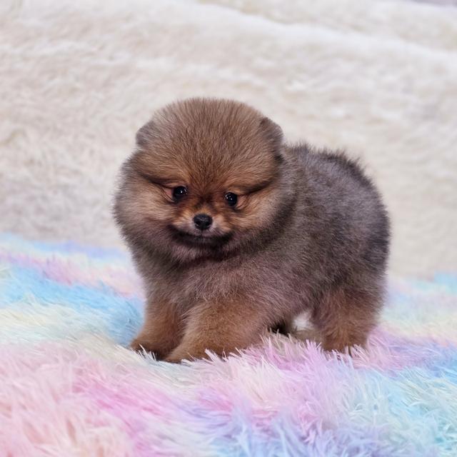 ปอมแท้ฟอร์มหมีไซส์เล็กสีส้มเพศเมียพร้อมย้ายบ้าน 6