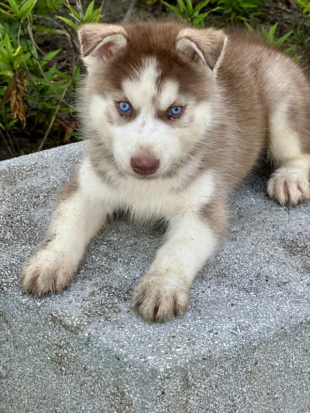 ไซบีเรียน แท้💯 เพศผู้ ตาฟ้าคู่ อายุ 50 วัน 3