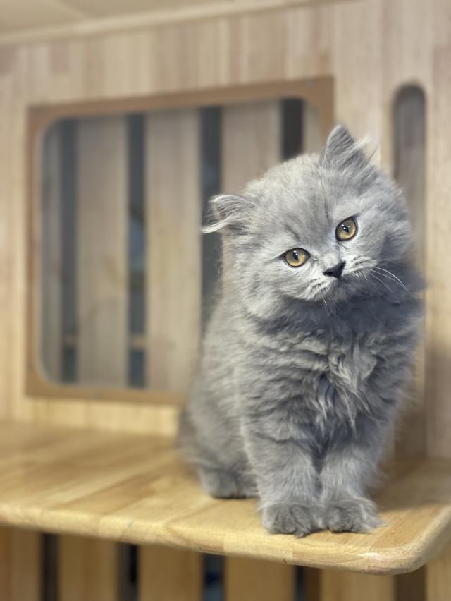 ลูกแมวมันช์กิ้น ขายาว รูปที่ 2