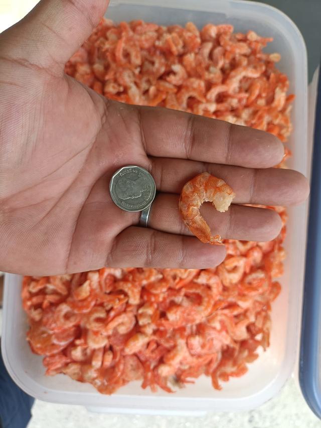 กุ้งแห้งจากทะเลนครศรีธรรมราช 4