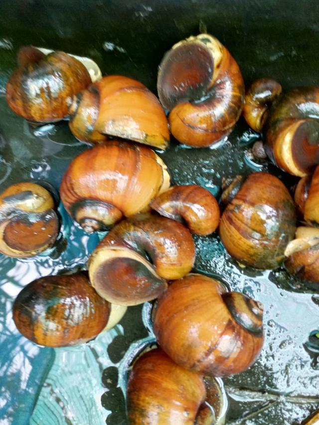 หอยเชอรี่สีทองมงคลสวยงาม รูปที่ 8