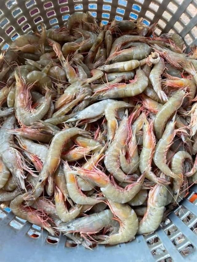 จำหน่ายกุ้งแช่บ๊วย ขนาดเล็ก โลละ 280 บาท 3