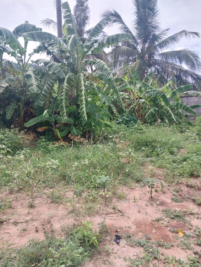 ขายที่ดินขนาด100ตารางวาบนเกาะสมุย 5