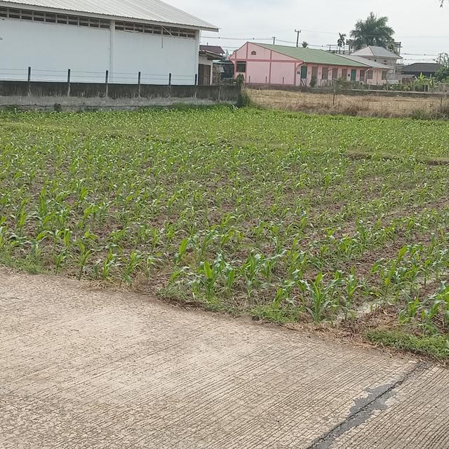 ขายที่ดิน 1 ไร่ แบ่งขายงานละ 850,000 3