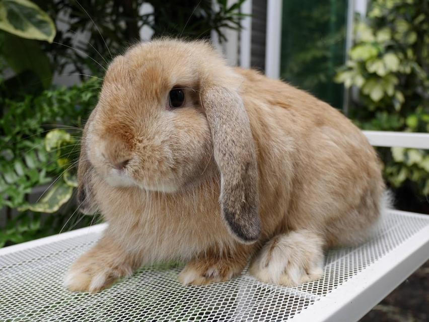 ลูกกระต่ายยักษ์ Flemish Giant