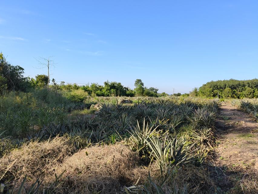 ( ด่วน )ขายที่ดิน อ.แกลง ระยอง ยกแปลง เนื้อที่ 4 ไร่ - 49.6 ตารางวา 5