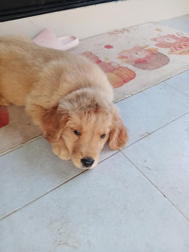 Golden retriver puppy รูปที่ 2