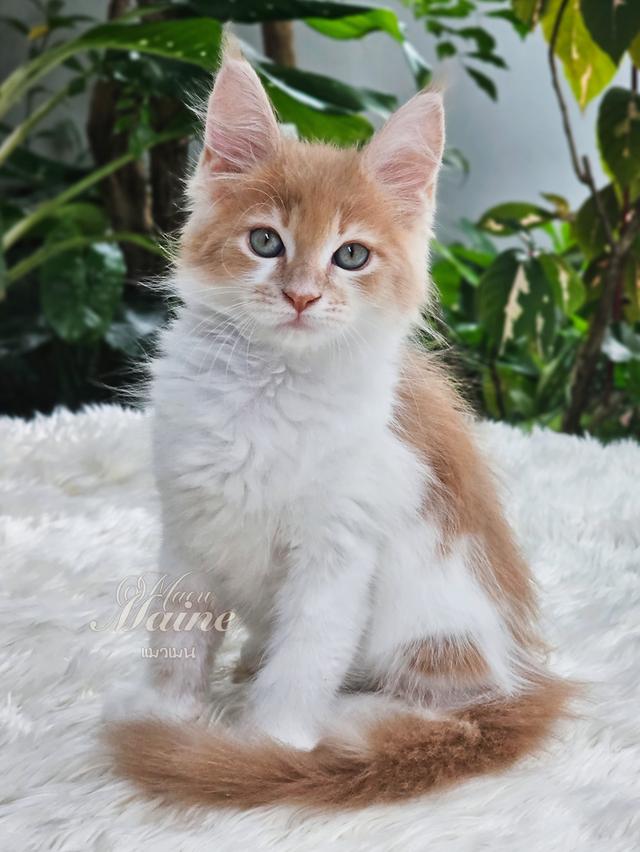 ลูกแมวเมนคูน เพศเมีย