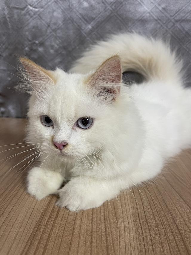 คนขายเลี้ยงเองครับ น้องแมวพันธุ์ อเมริกันเคิร์ลผสมหิมาลายัน เพศชาย ตาสีฟ้า รูปที่ 3