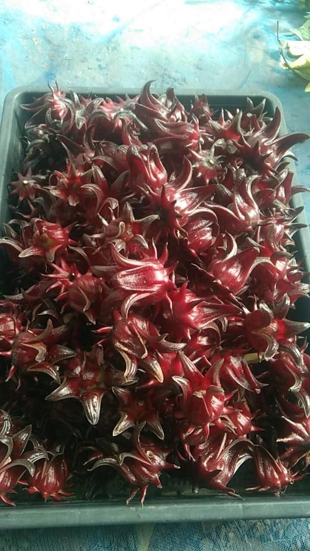 กระเจี๊ยบแดง ดอกสด/ดอกแห้ง/เมล็ดพันธุ์