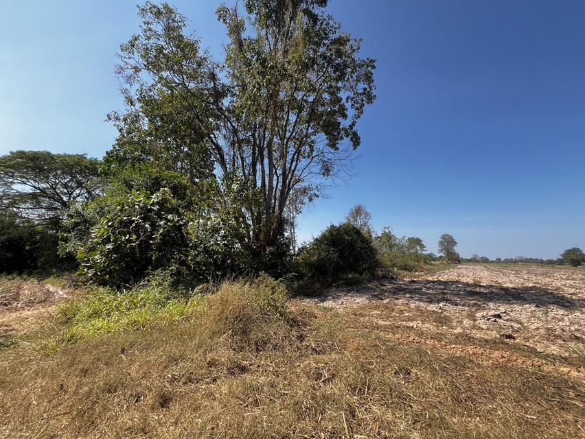 ขายที่ดินสำหรับทำการเกษตร ในเขตอำเภอเมือง ขอนแก่น 5