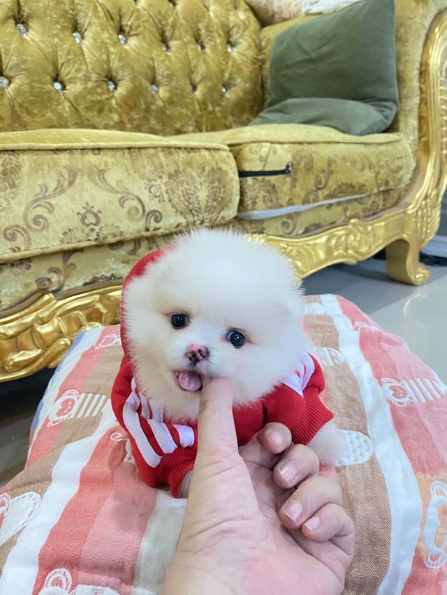 ลูกปอมแท้ ทีคัพ จัดส่งฟรี