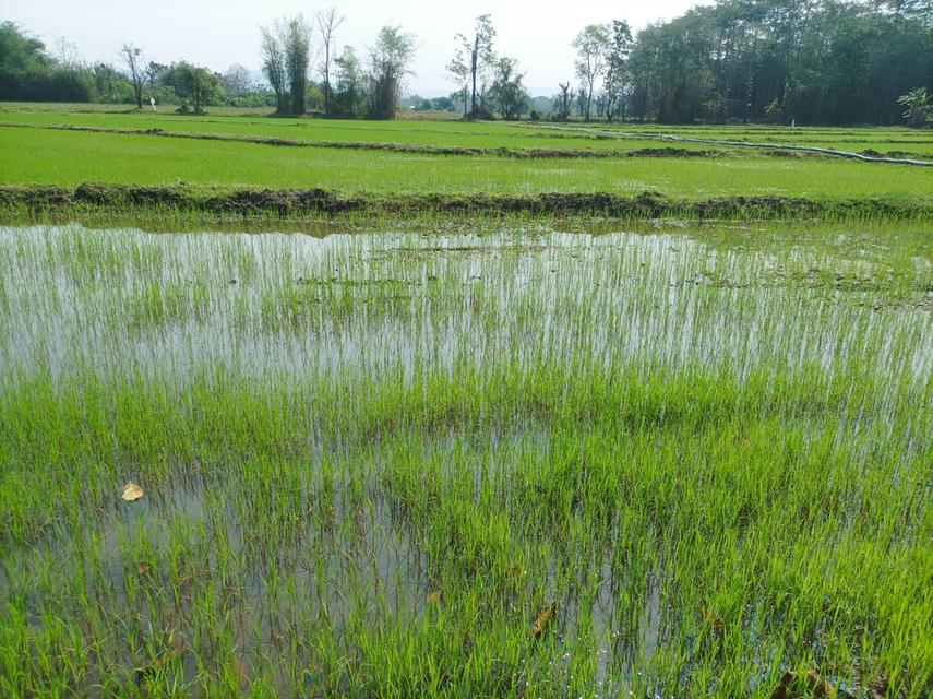 ขายที่ดิน 16ไร่1งาน ต.สง่าบ้าน อ.ดอยสะเก็ด จ.เชียงใหม่ 8