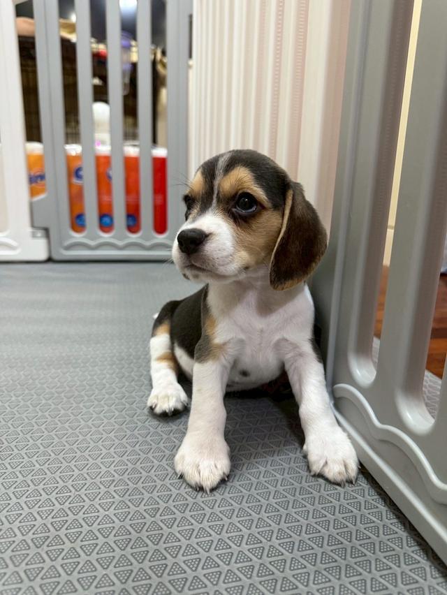 บีเกิ้ล (Beagle) 6
