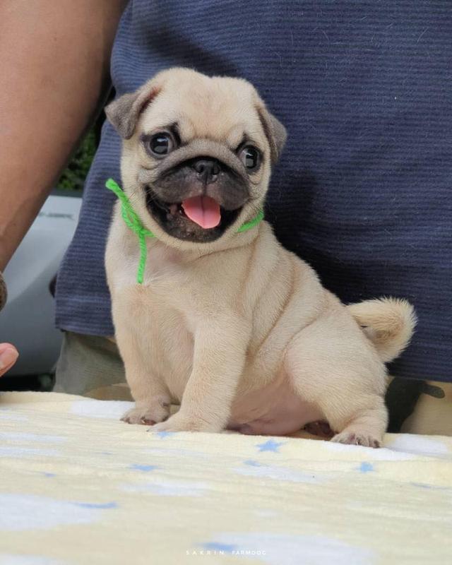 Pug Puppies  WhatsApp me : +66 63 826 3042
